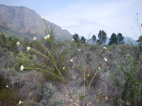 Image of Lachnaea capitata (L.) Cr.