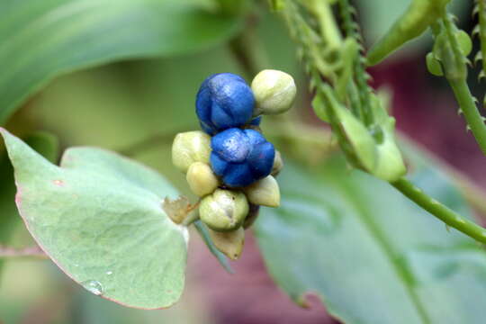 Image of Asiatic Tearthumb