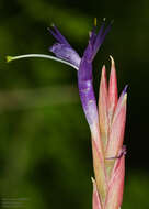 Image of reflexed airplant