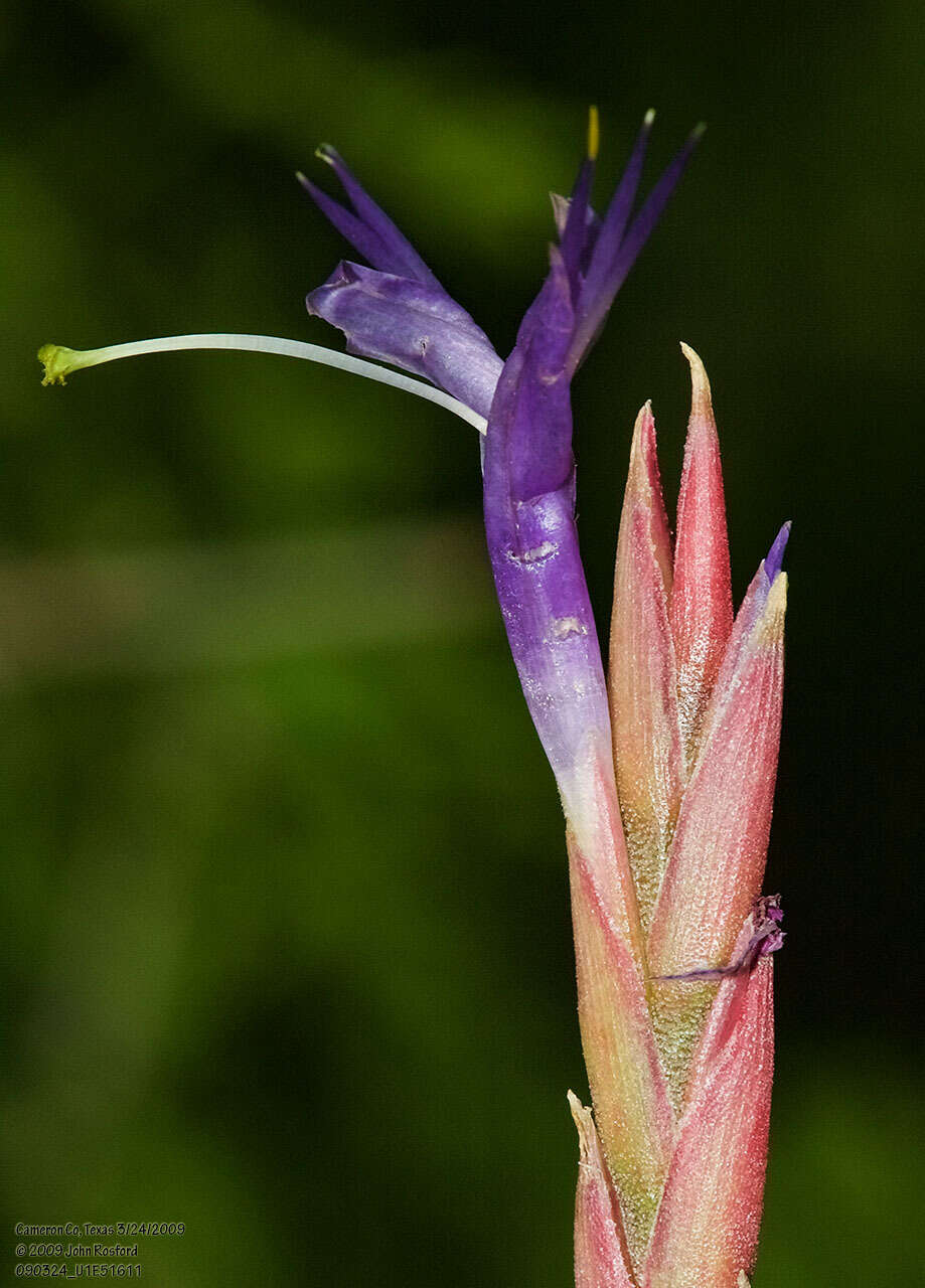 Image of reflexed airplant