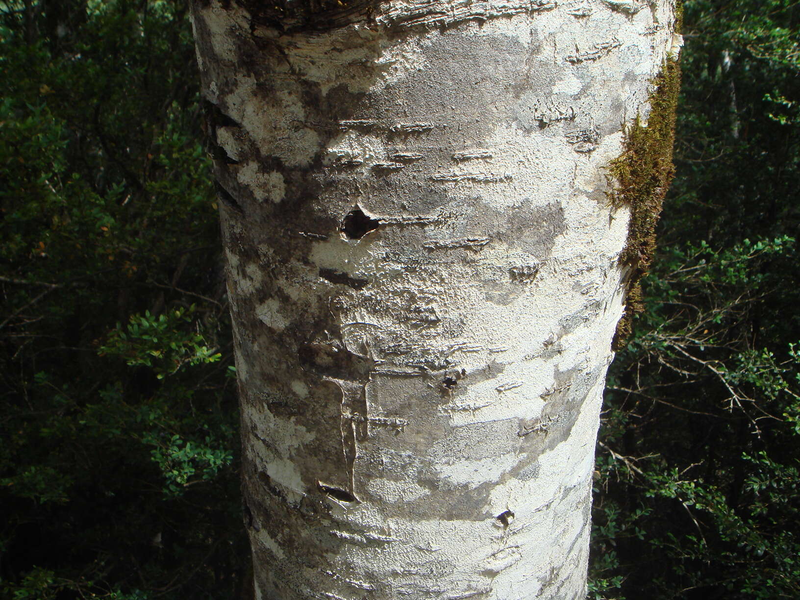 Image of rowan,  moutain ash