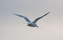 Image of Glaucous Gull