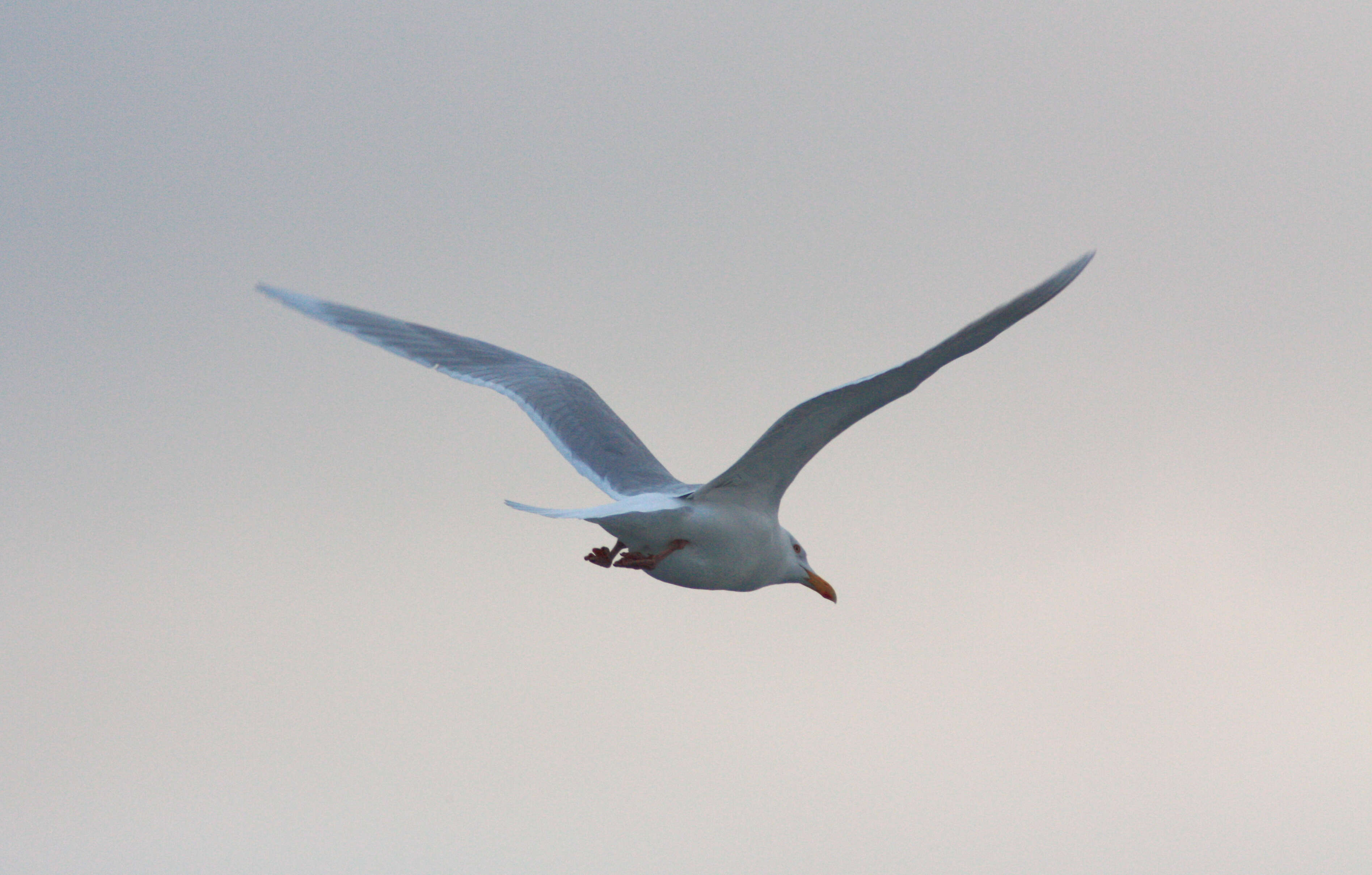 Image of Glaucous Gull