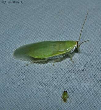 Image of Green Banana Cockroach