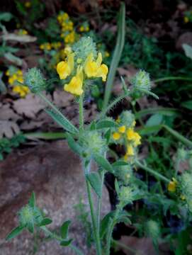 Image de Linaria saxatilis (L.) Chaz.