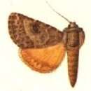 Image of Adonisea mexicana Hampson 1903