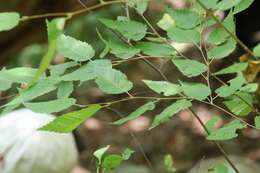 Image of Betula costata Trautv.