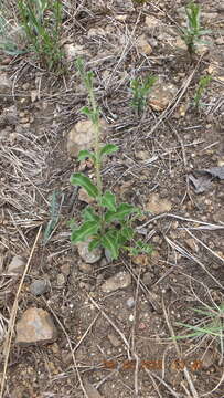 Image of Raphionacme procumbens Schltr.