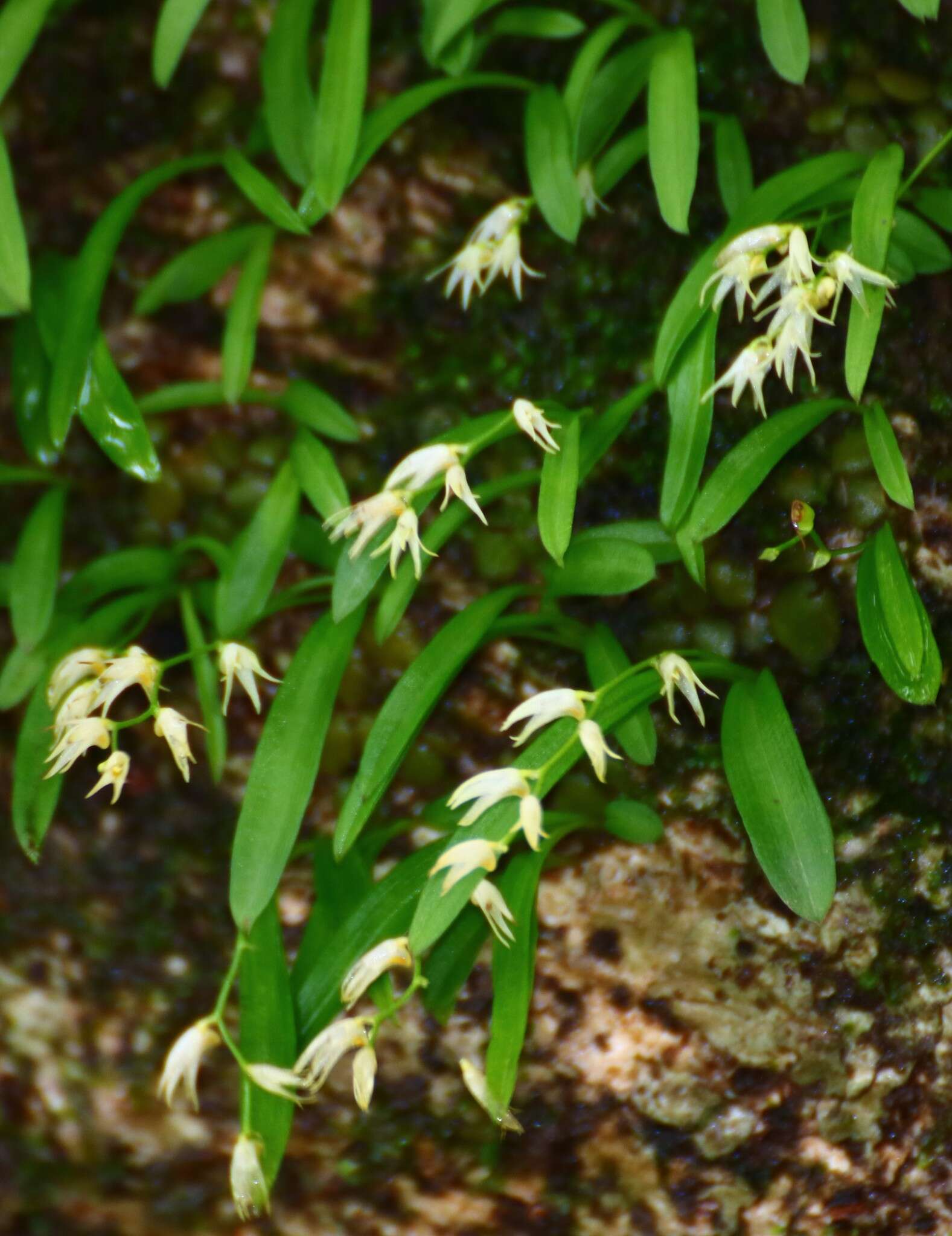 Image of Porpax microchilos