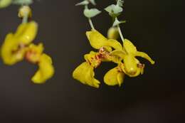 Image of Lockhartia oerstedii Rchb. fil.