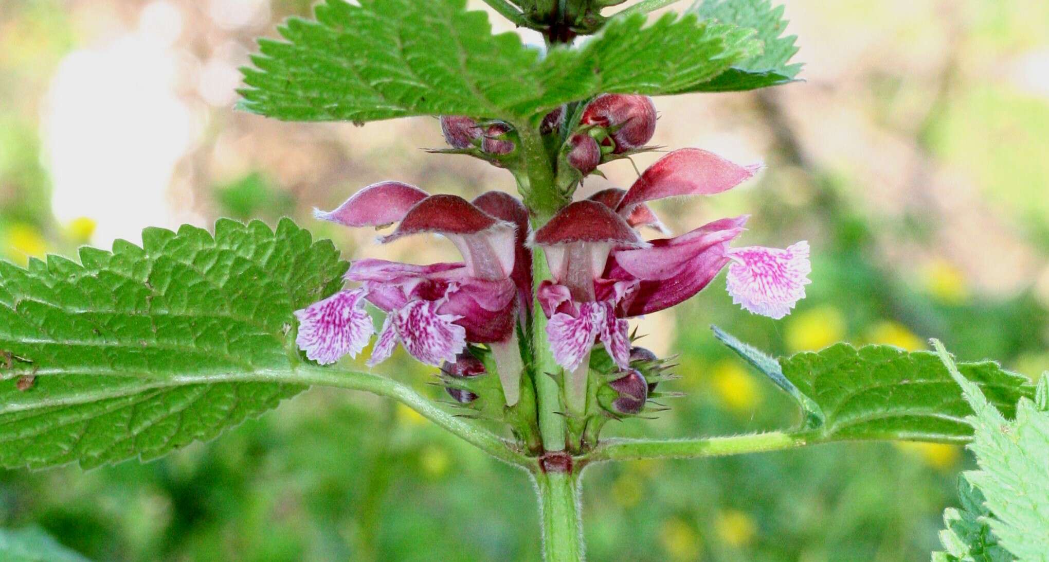 Image of Lamium orvala L.