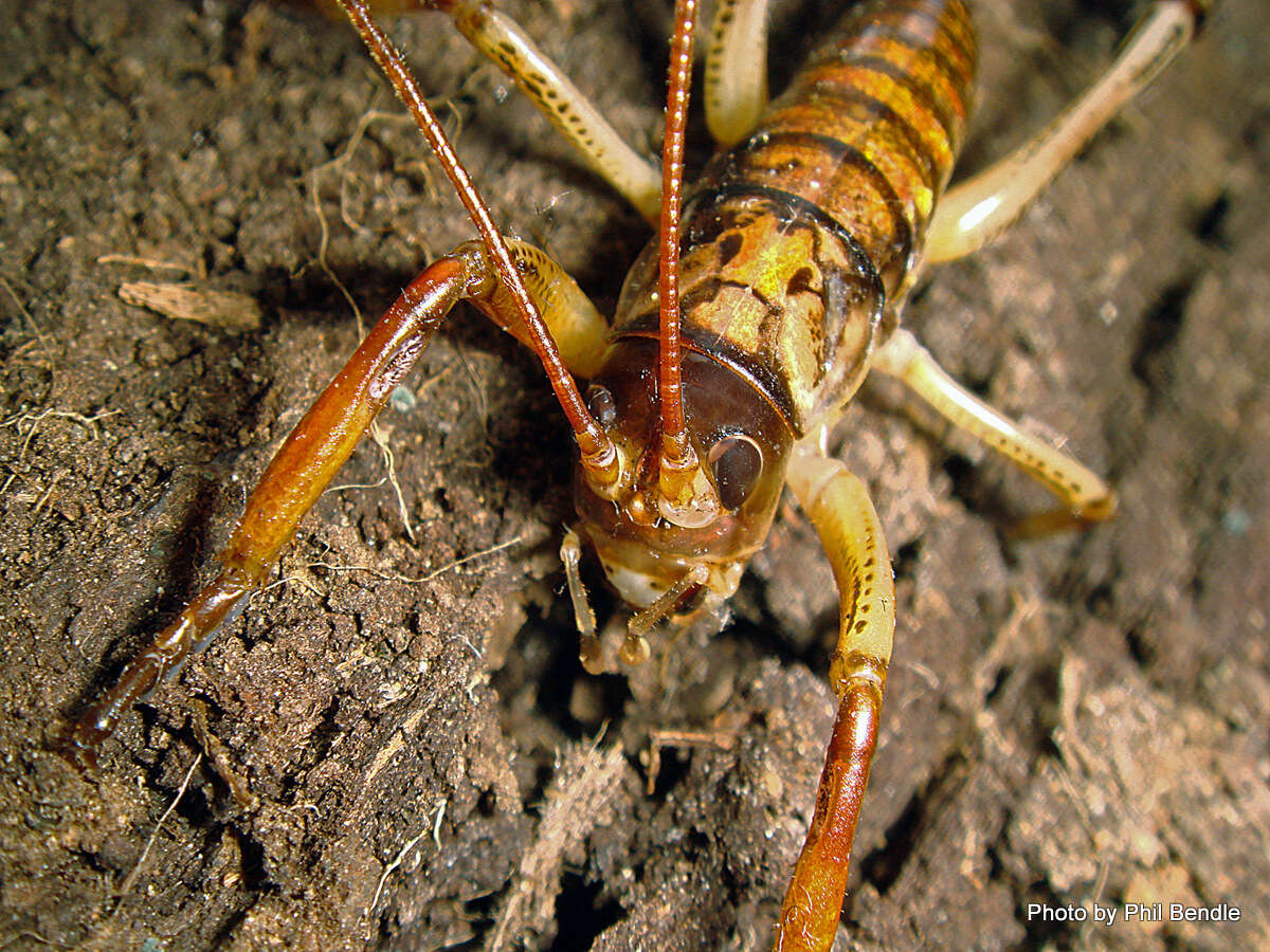 Image of Auckland tree weta