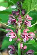 Image of Lamium orvala L.