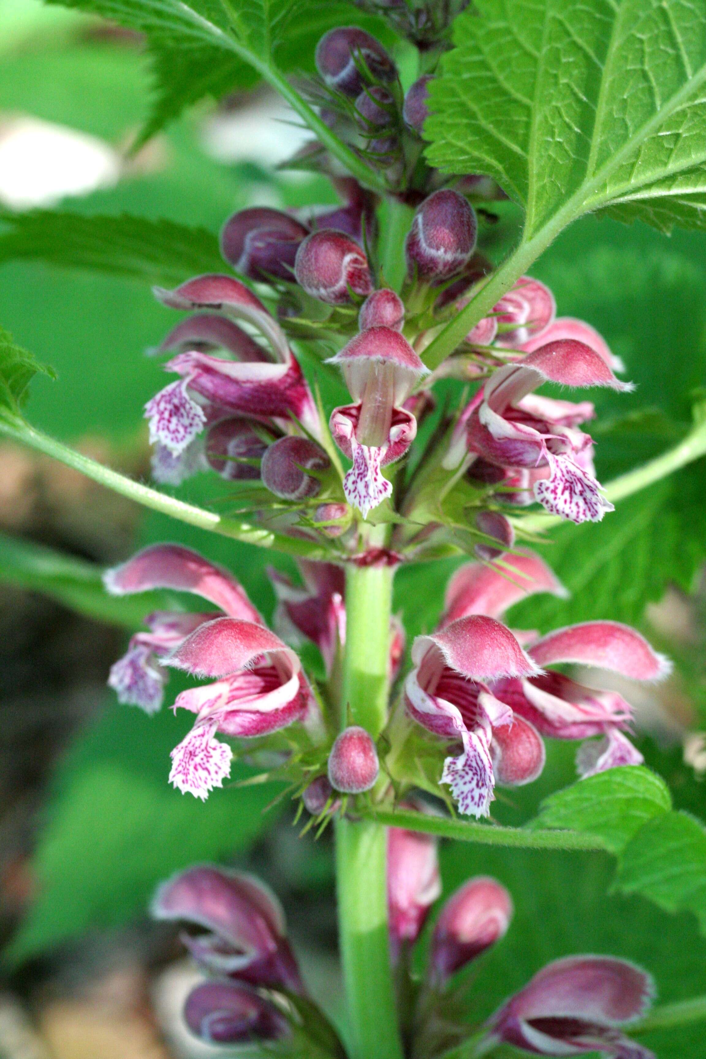 Image of Lamium orvala L.