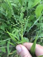 Image of Broom Rosette Grass