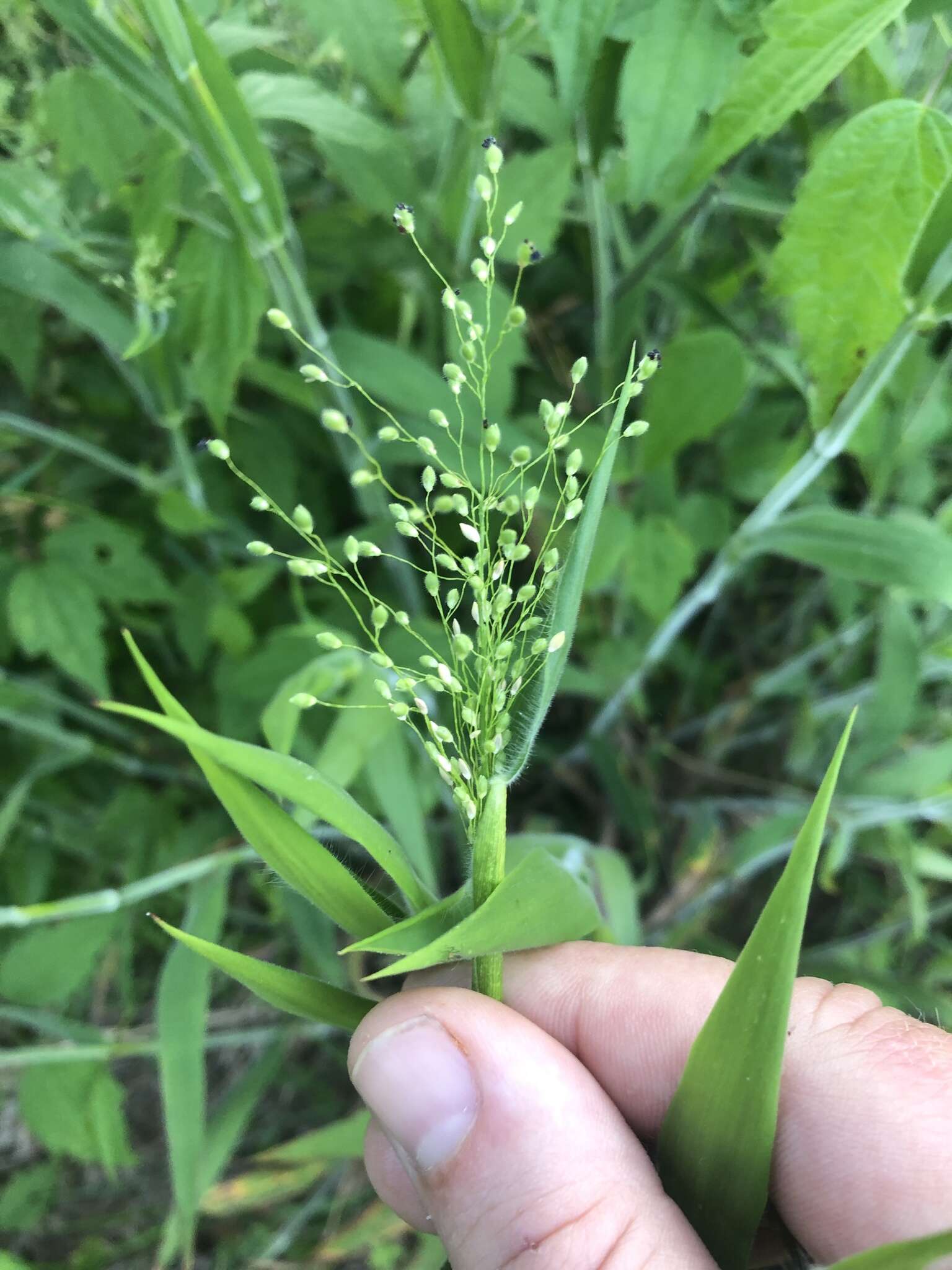 Image of Broom Rosette Grass