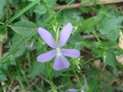 Image of Horned Pansy