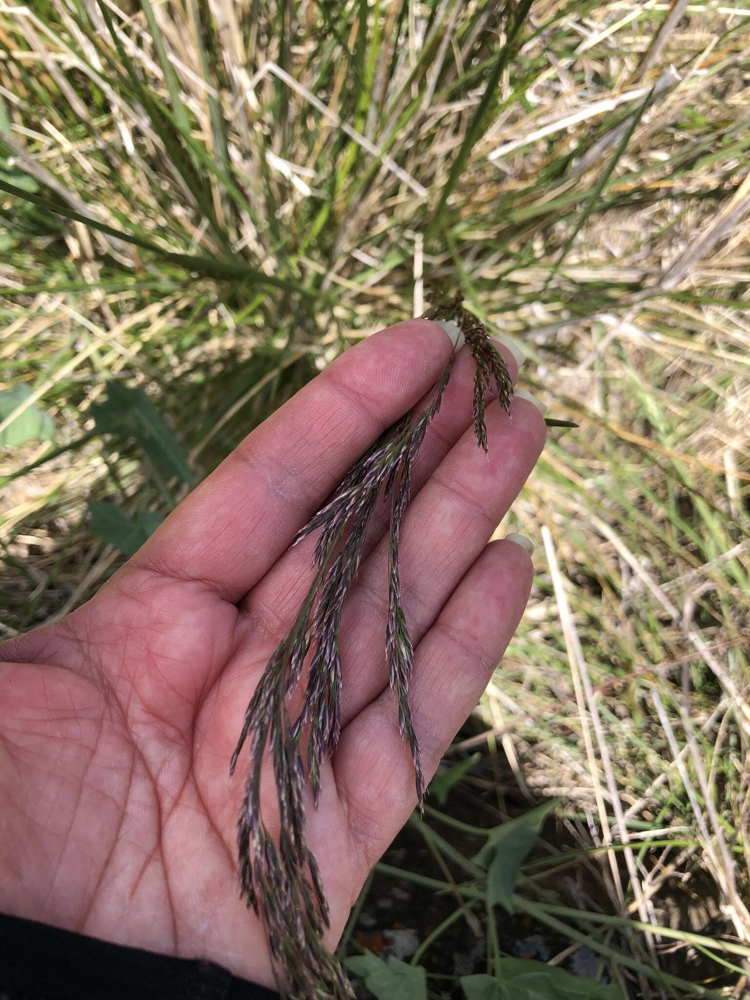 Image of Tufted Hair-grass