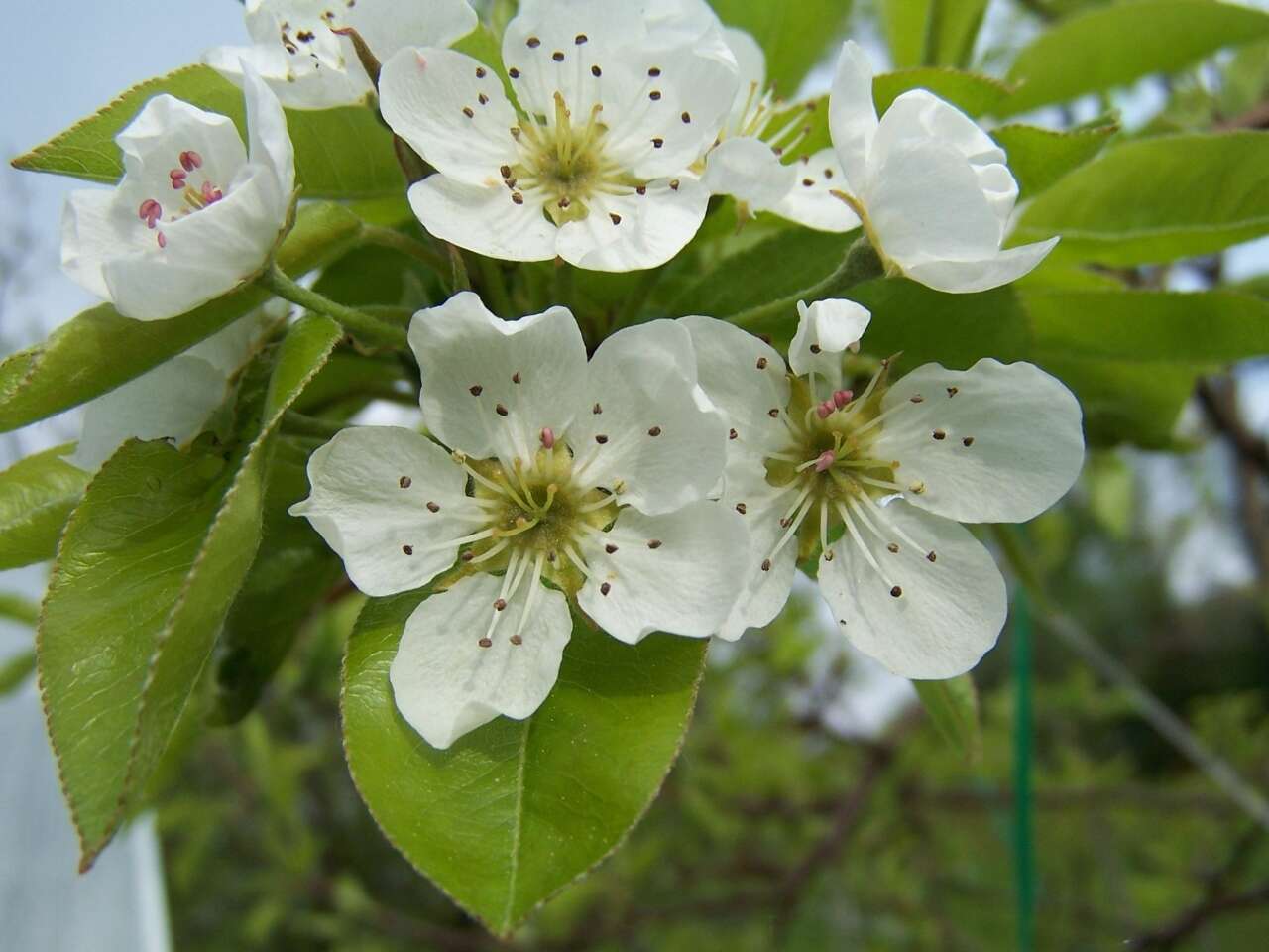 Plancia ëd Pyrus communis L.