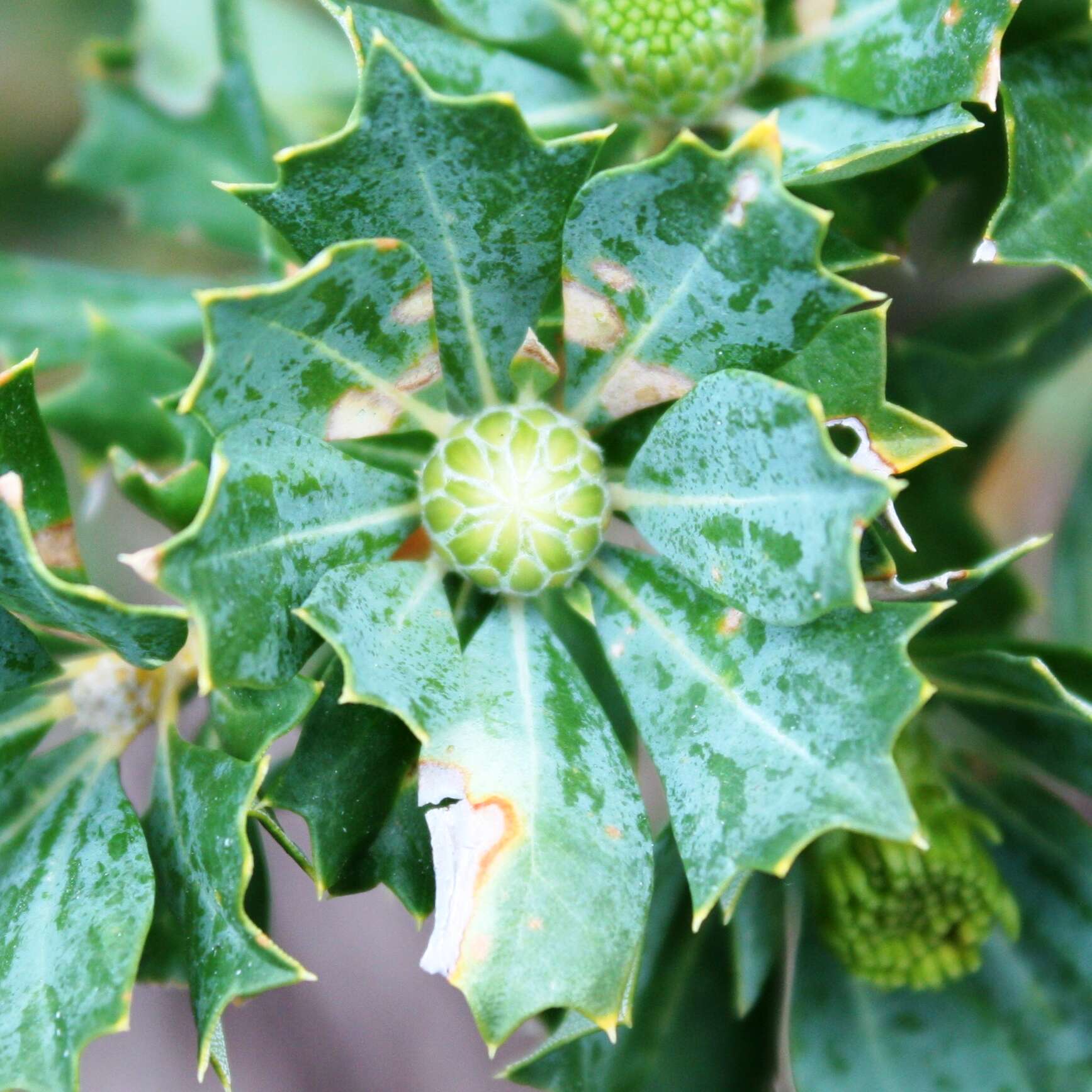 Imagem de Banksia sessilis var. cygnorum (Gand.) A. R. Mast & K. R. Thiele