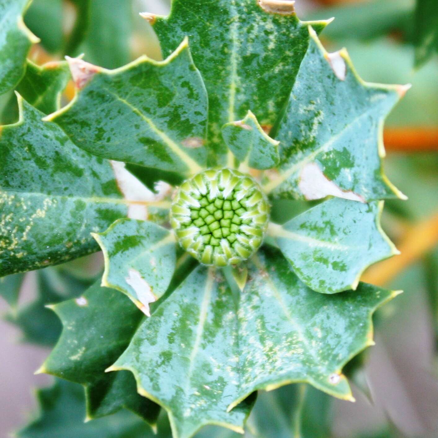 Imagem de Banksia sessilis var. cygnorum (Gand.) A. R. Mast & K. R. Thiele