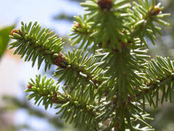 Image of Spanish Fir