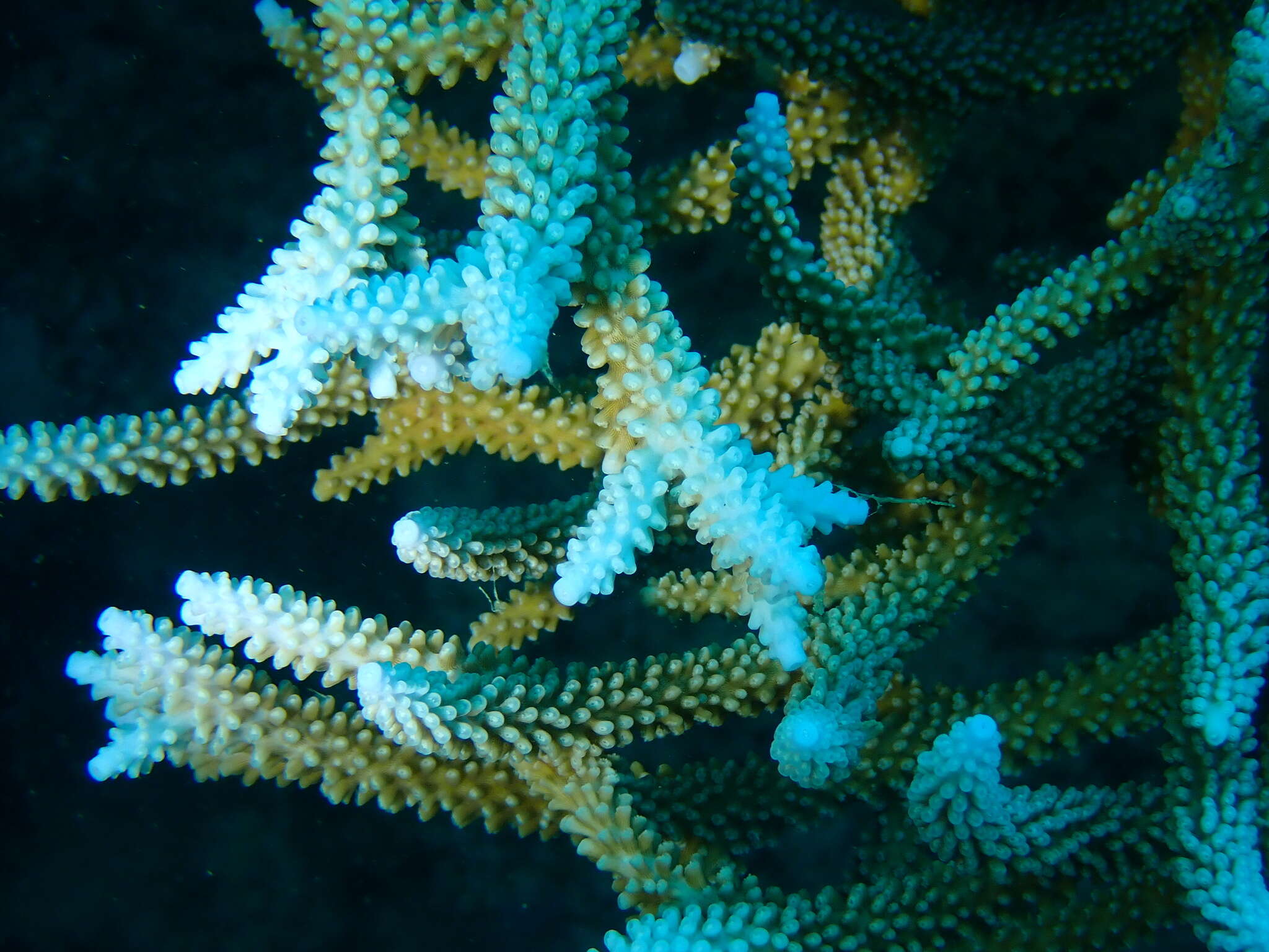 Sivun Acropora valenciennesi (Milne Edwards 1860) kuva