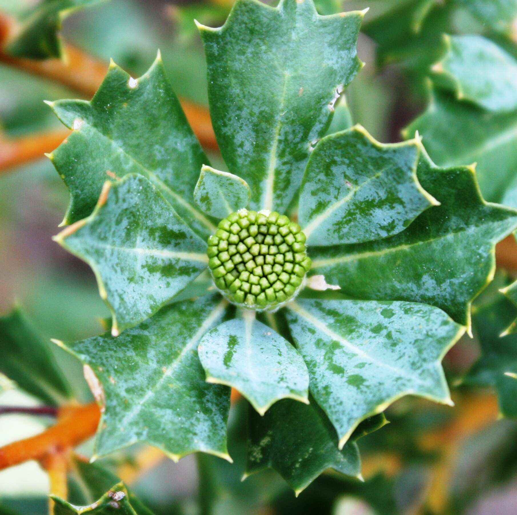 Imagem de Banksia sessilis var. cygnorum (Gand.) A. R. Mast & K. R. Thiele