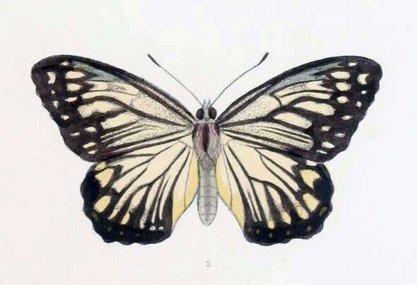 Plancia ëd Hestina nicevillei Moore 1896