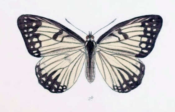 Plancia ëd Hestina persimilis Westwood (1850)