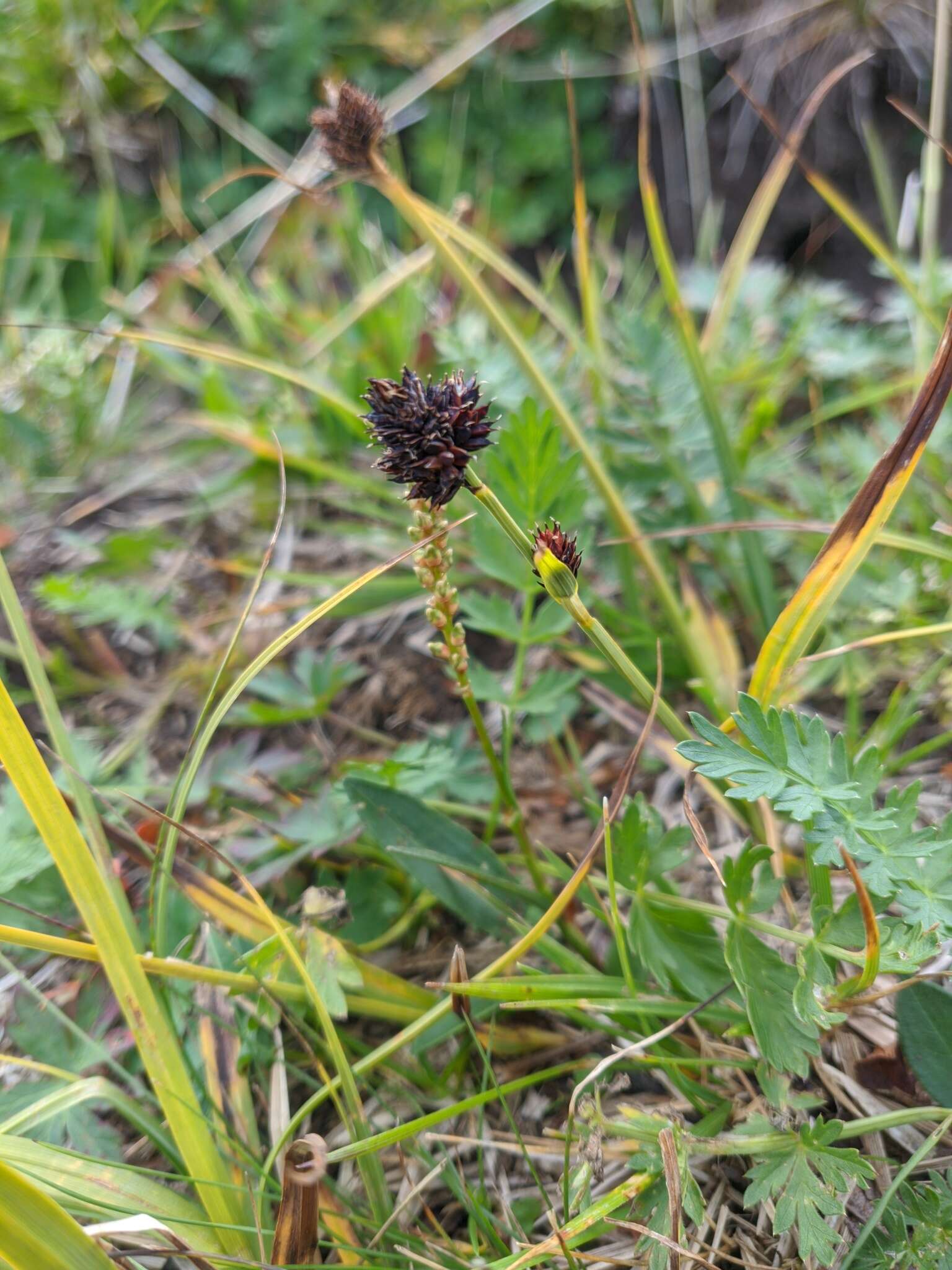 Carex melanocephala Turcz. resmi