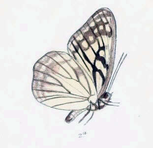 Image of Hestina persimilis Westwood (1850)