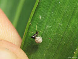 Image of Coleosoma acutiventer (Keyserling 1884)