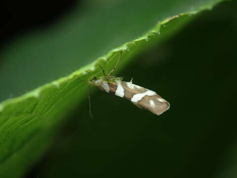 Imagem de Argyresthia goedartella Linnaeus 1758