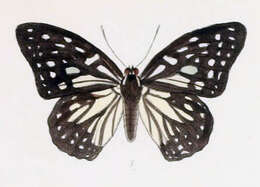 Image of Hestina persimilis Westwood (1850)