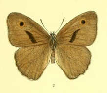 Image of Hyponephele cheena