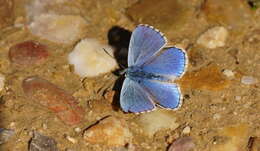 Image of Polyommatus bellargus (Rottemburg 1775)