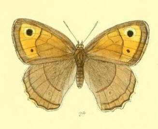 Image de Hyponephele davendra Moore 1865