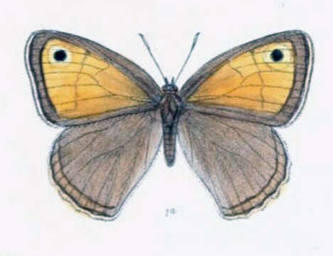 Image of Hyponephele davendra Moore 1865