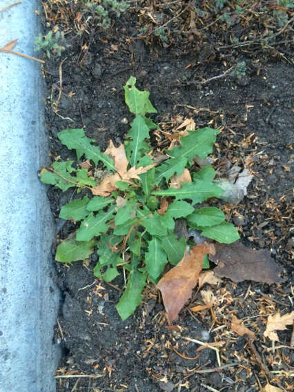 Image of Common Dandelion