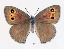 Image of Hyponephele cheena