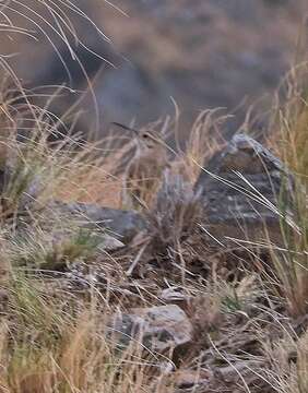 Image of Slender-billed Miner