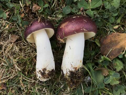 Imagem de Russula versicolor Jul. Schäff. 1931