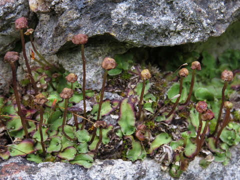 Image of Marchantia quadrata Scop.