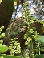 Image of Citharexylum sulcatum Moldenke