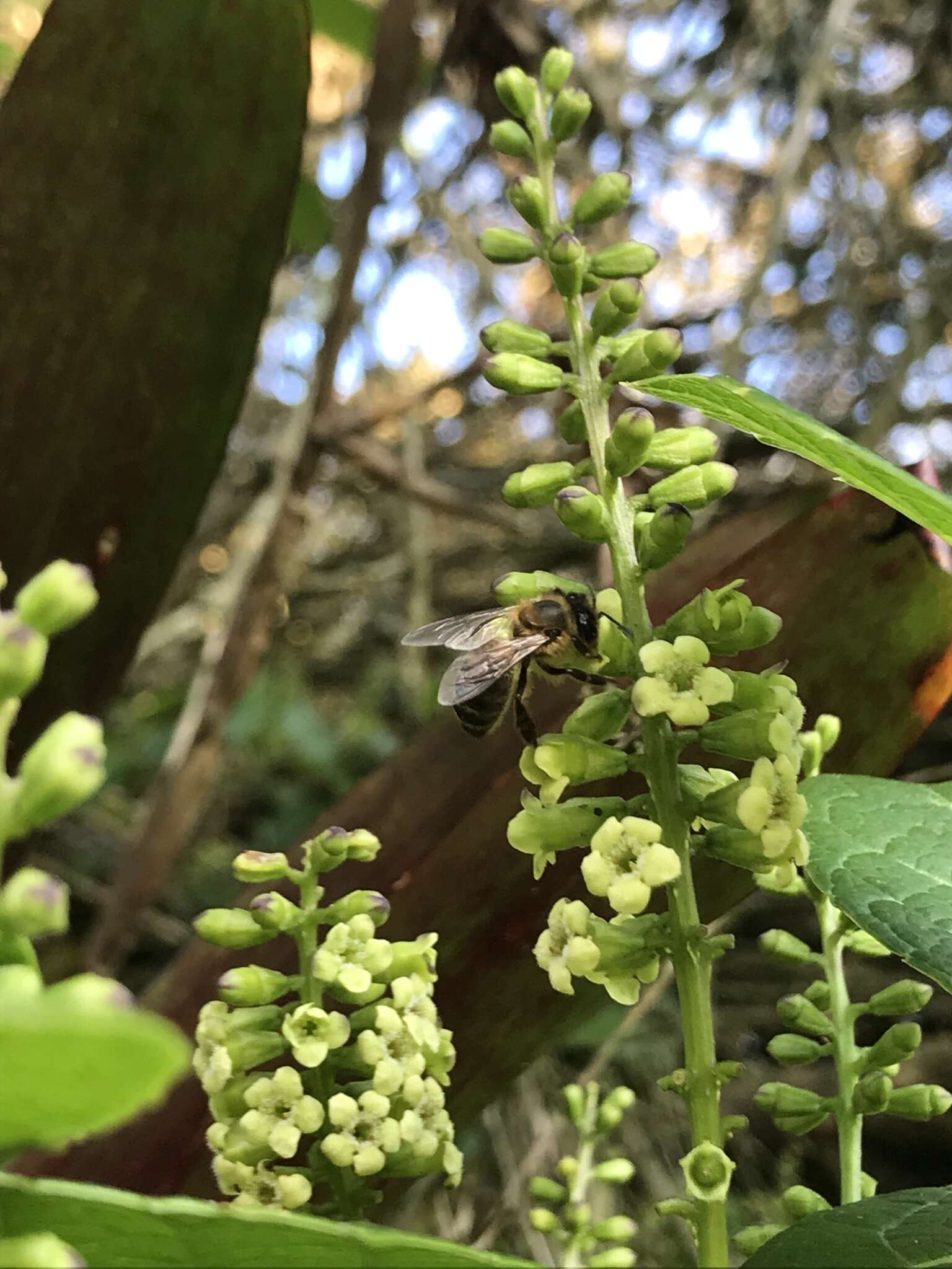 Image of Citharexylum sulcatum Moldenke