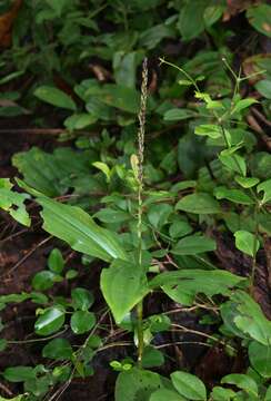 Peristylus plantagineus (Lindl.) Lindl. resmi