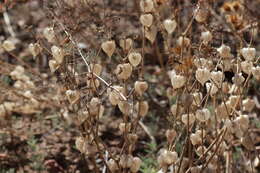 Physalis neomexicana Rydb. resmi