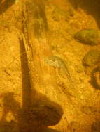 Image of Exerodonta xera (Mendelson & Campbell 1994)