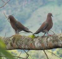 Image de Pigeon simple